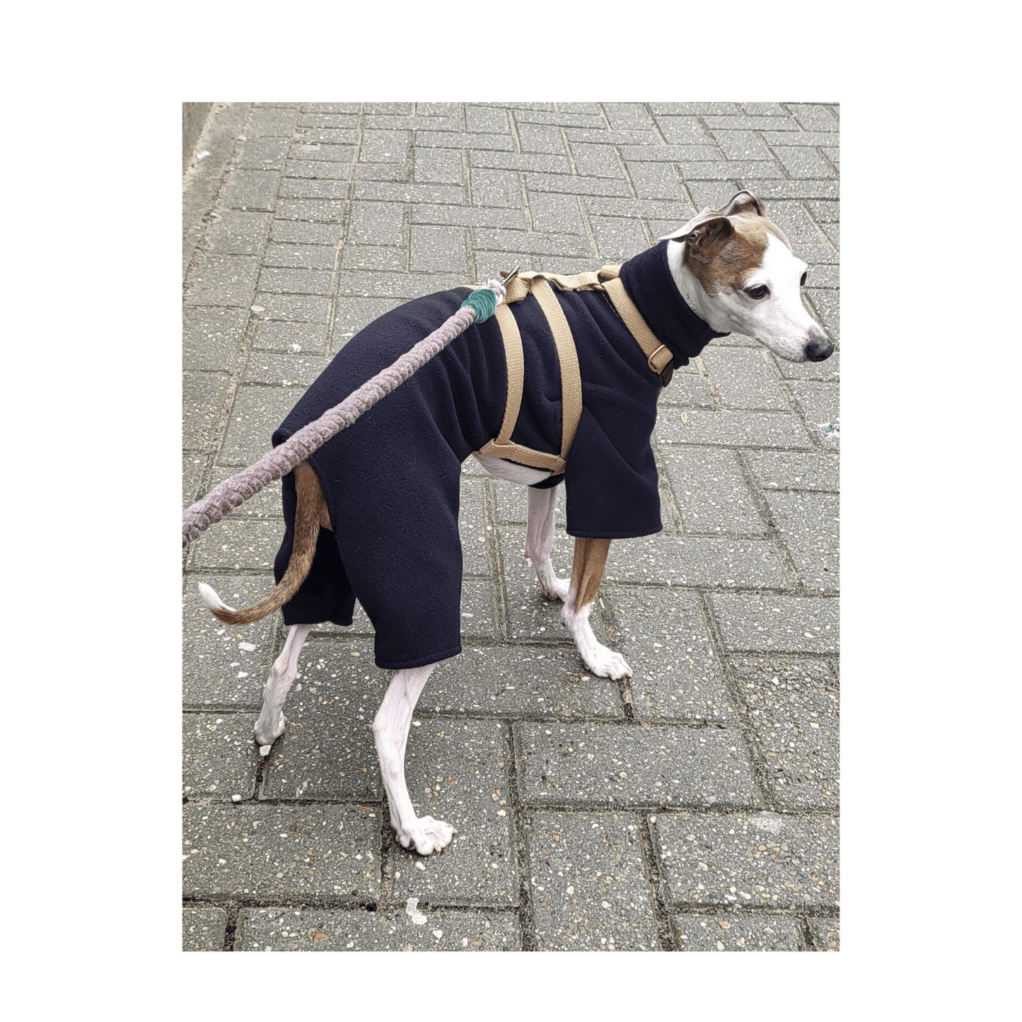 Italian greyhound suit, 4-leg relaxed fit in Black (without sleeve cuffs)