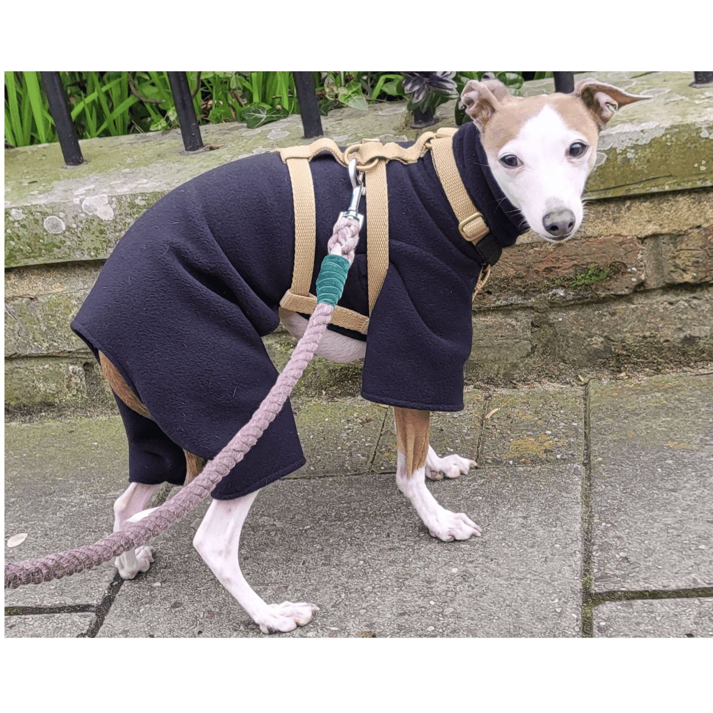Italian greyhound suit, 4-leg relaxed fit in Black (without sleeve cuffs)