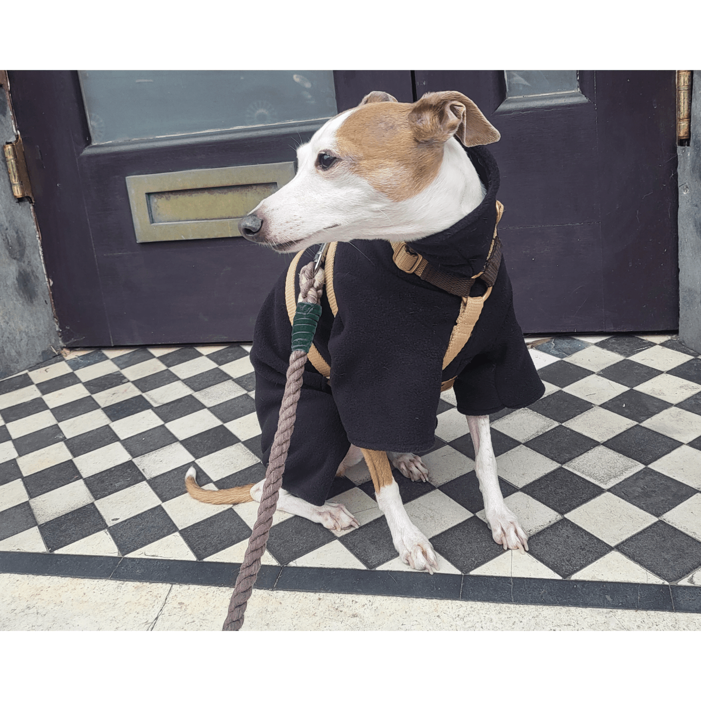 Italian greyhound suit, 4-leg relaxed fit in Black (without sleeve cuffs)